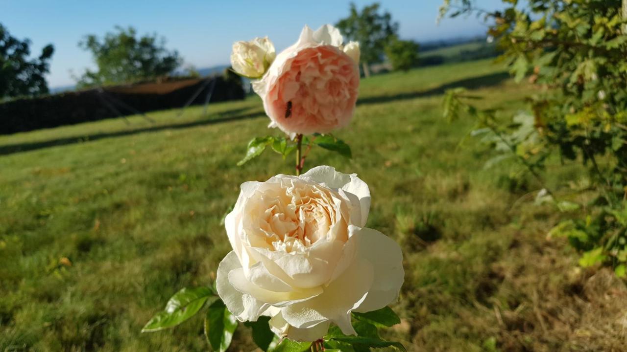 Belle Visnonia B&B Gluten Free & Traditional Béganne Εξωτερικό φωτογραφία